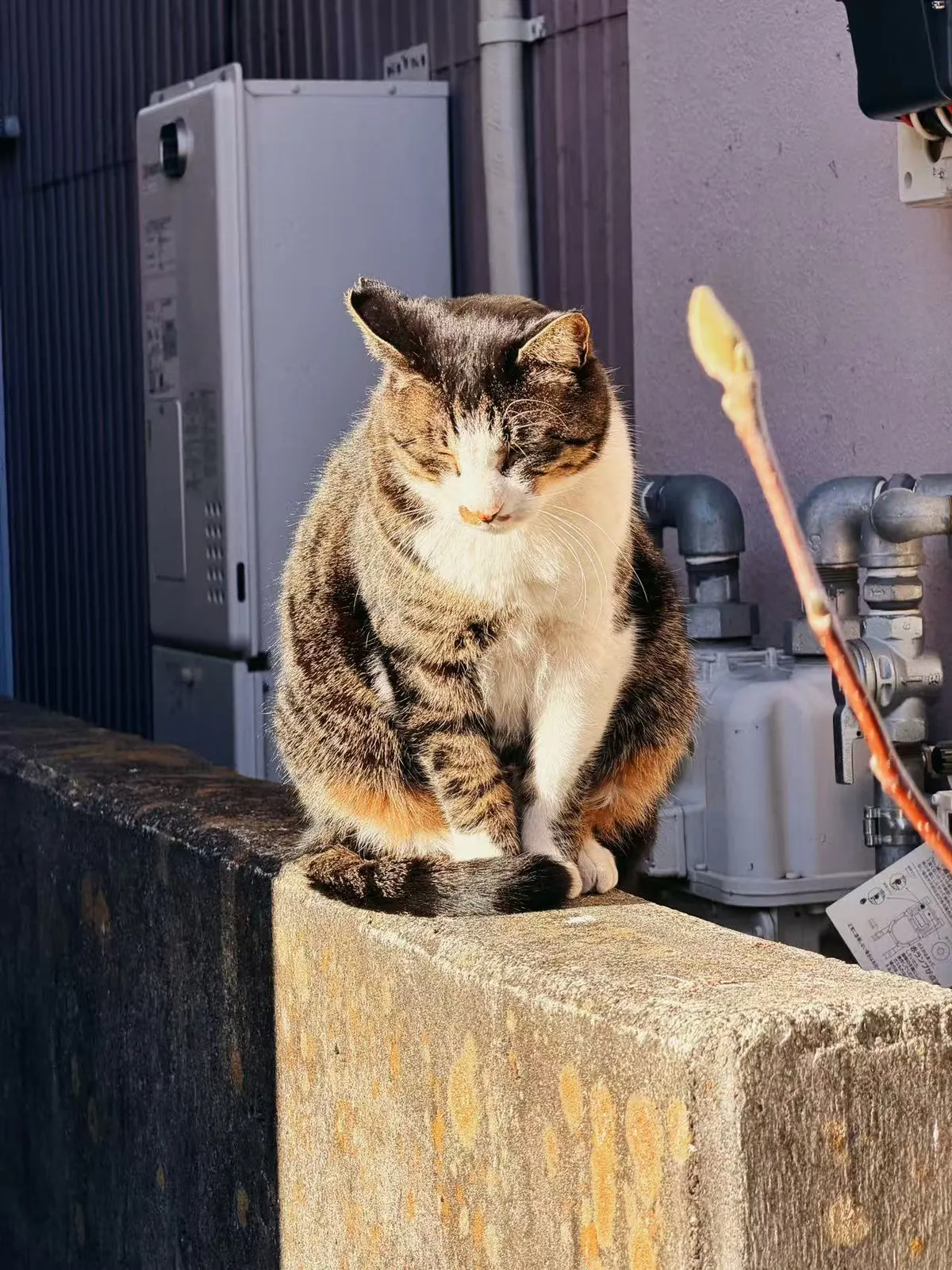 日本 · 东京 — Citywalk偶遇的小猫。