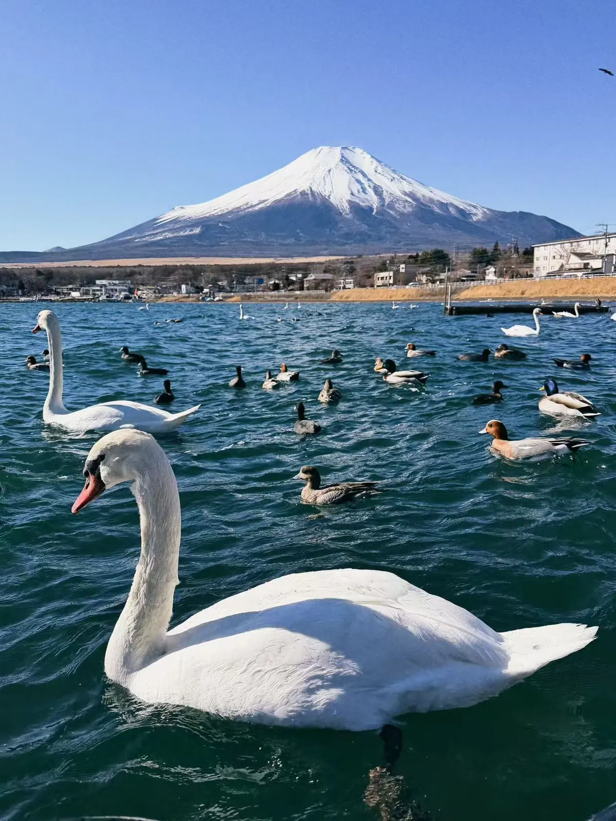 日本 · 富士吉田 — 富士山下的大鹅。